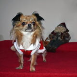 Kerst foto's