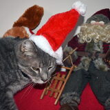 Kerst foto's. Nemo was helemaal niet blij.