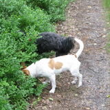 Sasha en Lucky in de bosjes