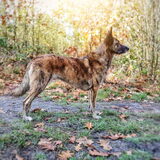 Foto van Dutchshepherdteam