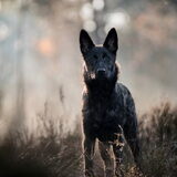 Foto van Dutchshepherdteam