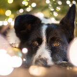 Foto van Bush dog