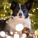 Foto van Bush dog