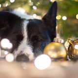 Foto van Bush dog