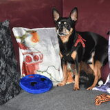 Balou beschermd zijn speeltjes.