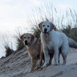 Foto van Suus