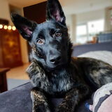 Foto van Dutchshepherdteam