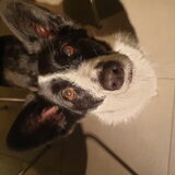 Foto van Bush dog