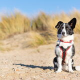 Foto van Bush dog