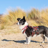 Foto van Bush dog