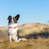 Foto van Bush dog