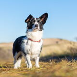 Foto van Bush dog
