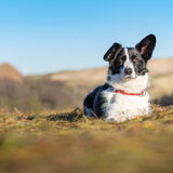 Foto van Bush dog