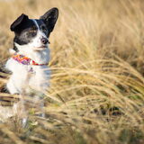Foto van Bush dog