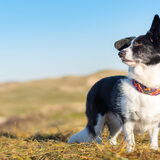Foto van Bush dog