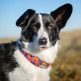 Foto van Bush dog