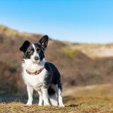 Foto van Bush dog
