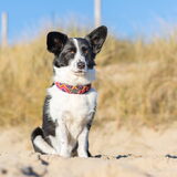 Foto van Bush dog