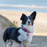 Foto van Bush dog
