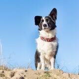 Foto van Bush dog