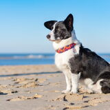 Foto van Bush dog