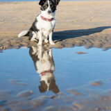 Foto van Bush dog