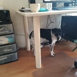 Foto van Ellen, vrouwtje van Noortje