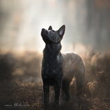 Foto van Dutchshepherdteam