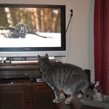 Nemo op jacht naar een uil op de tv.
