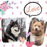 Foto van Marijke - Aila, Dinja & Evi