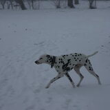 Soarya een echte sneeuw hond.