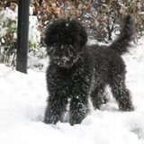 Dit is de vierpotige draagmoeder van onze kleine ;-)