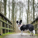 Foto van Bush dog