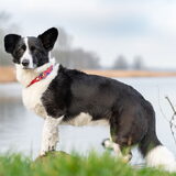 Foto van Bush dog