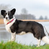 Foto van Bush dog