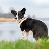 Foto van Bush dog