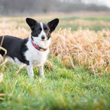 Foto van Bush dog