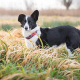 Foto van Bush dog