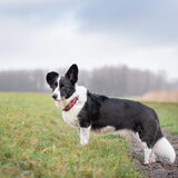 Foto van Bush dog