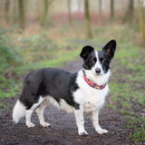 Foto van Bush dog