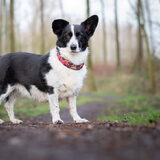 Foto van Bush dog