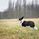 Foto van Bush dog