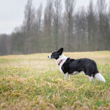 Foto van Bush dog