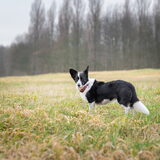 Foto van Bush dog
