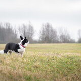 Foto van Bush dog