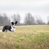 Foto van Bush dog