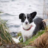 Foto van Bush dog
