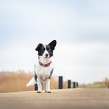Foto van Bush dog