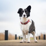 Foto van Bush dog