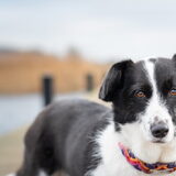 Foto van Bush dog